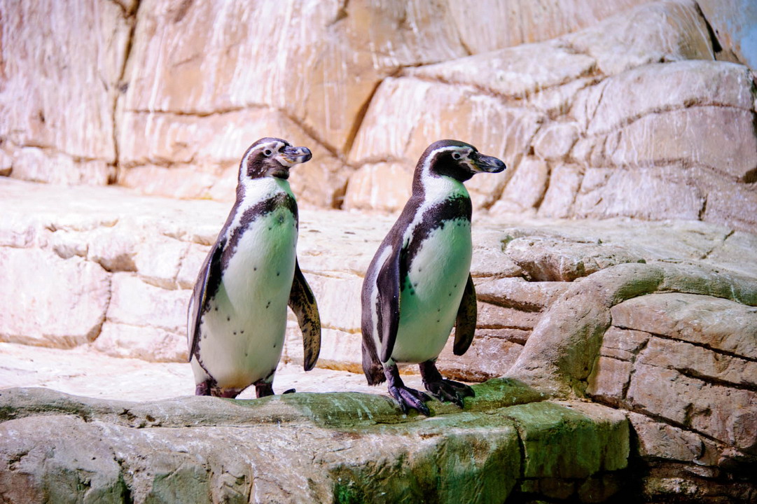  Ocean Aquarium Park u Protarasu 